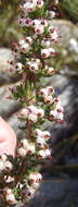 Image of Erica cordata var. cordata