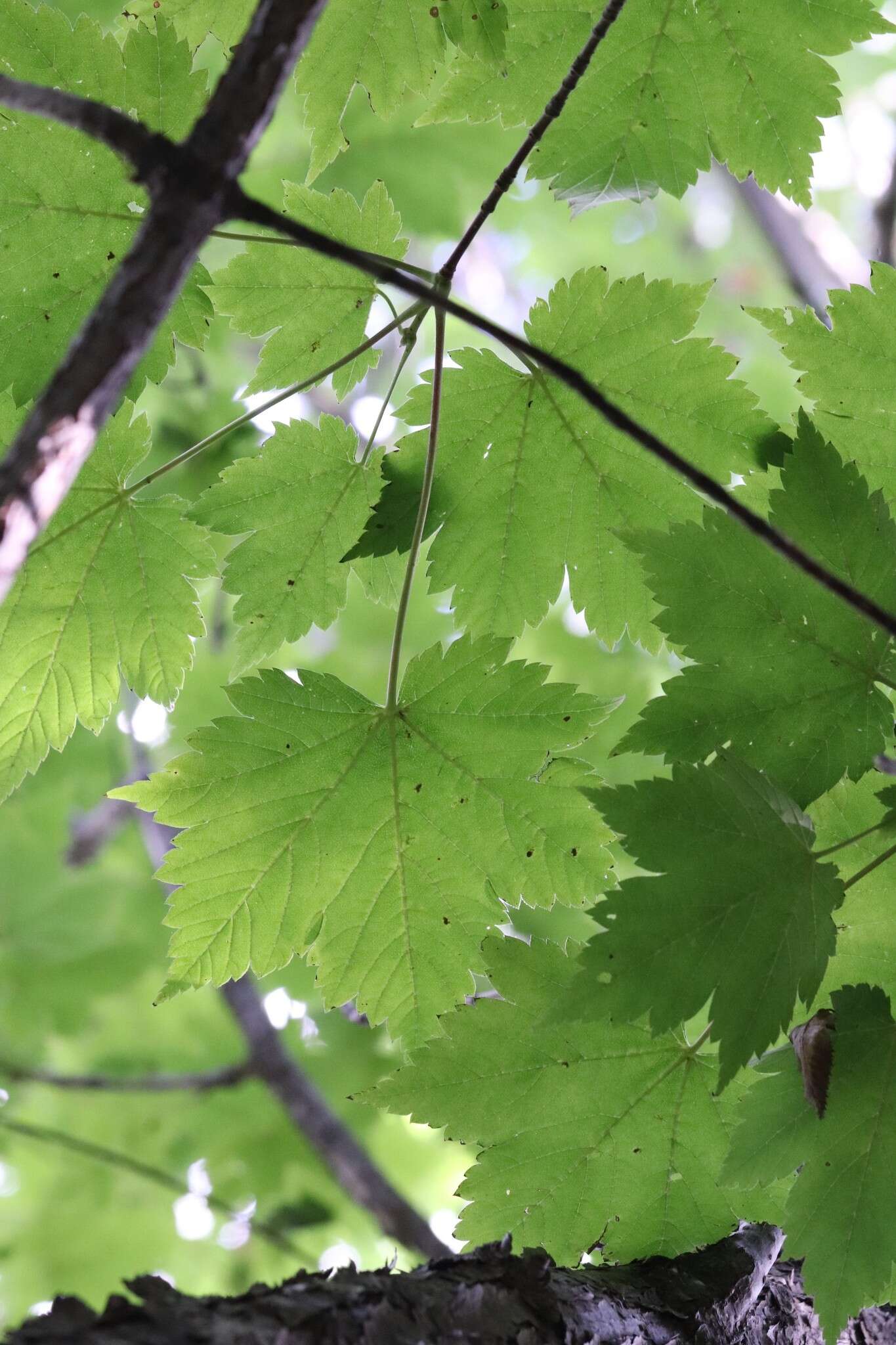 Acer caudatum Wall. resmi