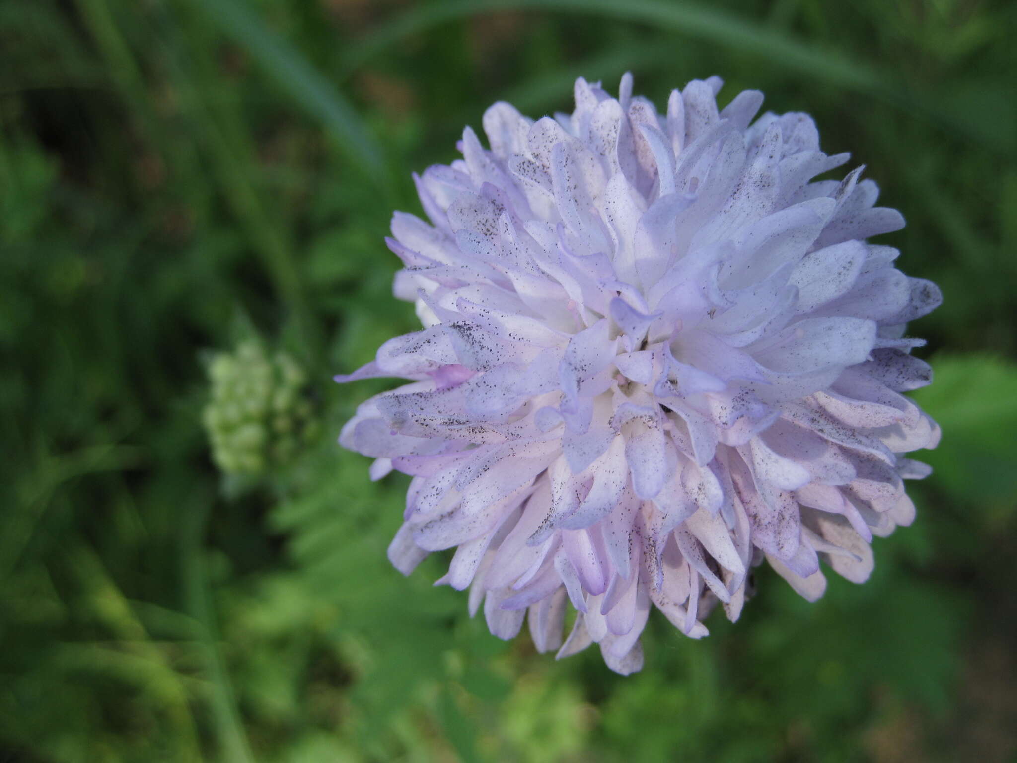 Image de Peronospora violacea