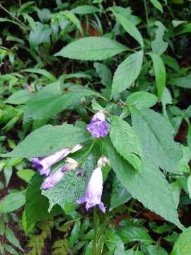 Image of Strobilanthes formosana S. Moore