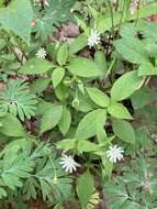 Image of Tennessee starwort