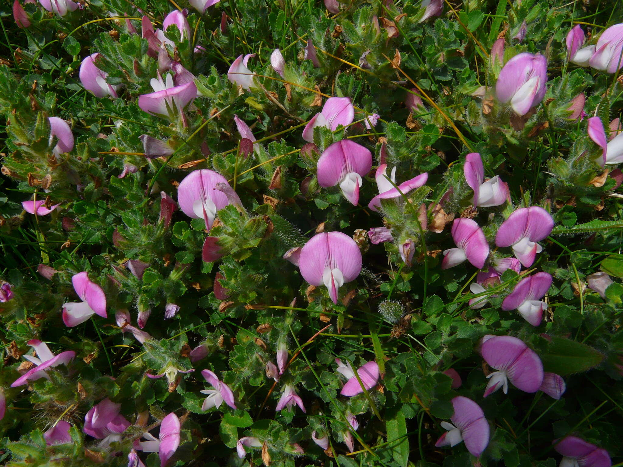 Ononis spinosa subsp. procurrens (Wallr.) Briq.的圖片
