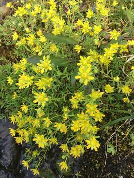 Image of Yellow (Mountain) Saxifrage