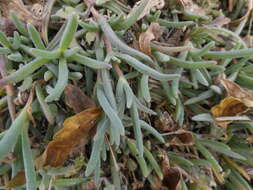 Imagem de Delosperma cooperi (Hook. fil.) L. Bol.