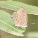 Image of Arhopala sublustris Bethune-Baker 1904