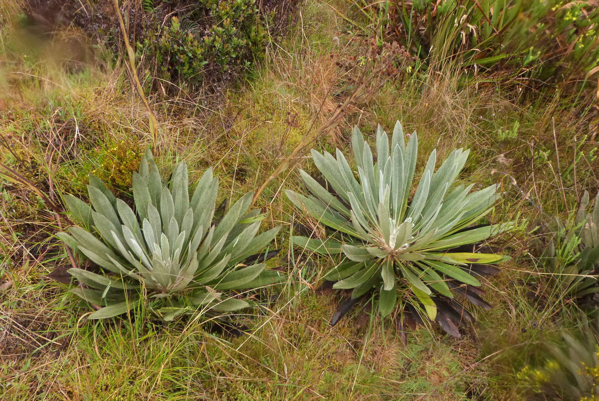 Imagem de Espeletiopsis funckii (Sch. Bip. ex Wedd.) J. Cuatrec.