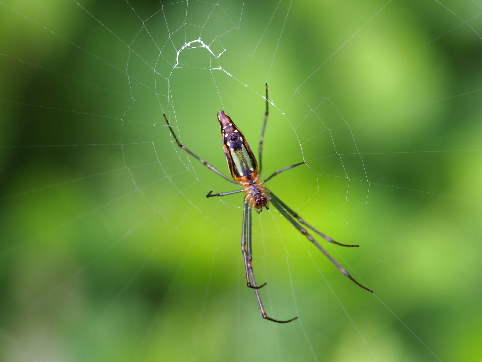 Image of Leucauge decorata nigricauda Schenkel 1944