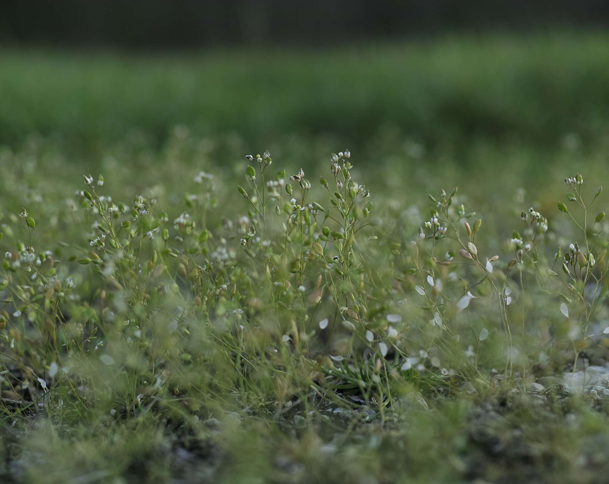 Image of common whitlowgrass