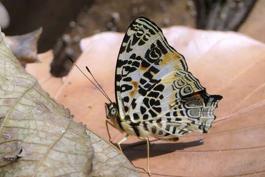 Image of Himalayan jester