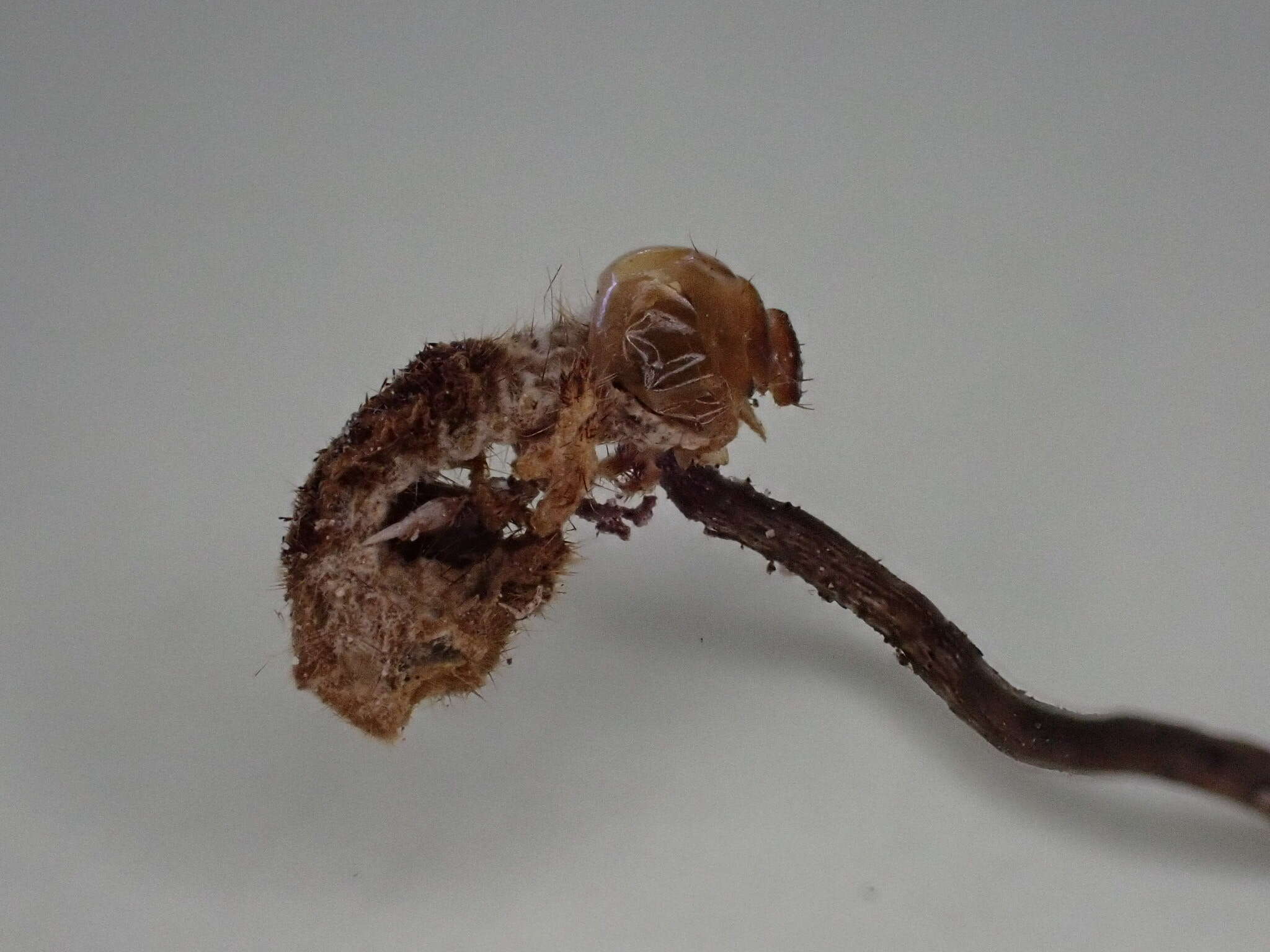 Image of Ophiocordyceps stylophora (Berk. & Broome) G. H. Sung, J. M. Sung, Hywel-Jones & Spatafora 2007