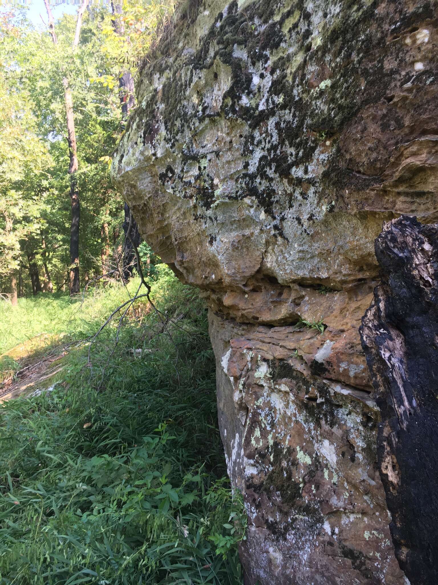 Plancia ëd Asplenium pinnatifidum Nutt.