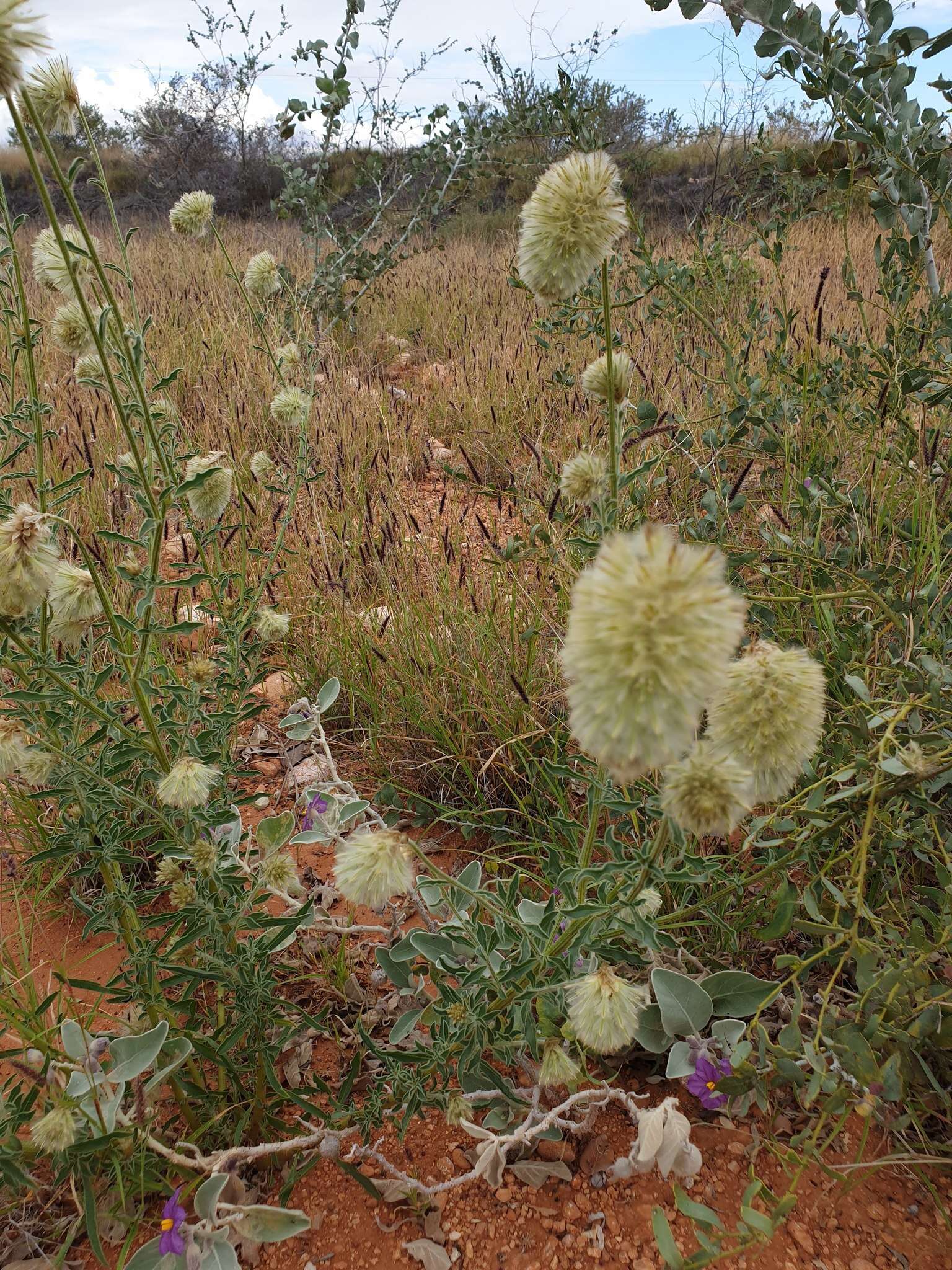 Ptilotus clementii (Farmar) Benl的圖片