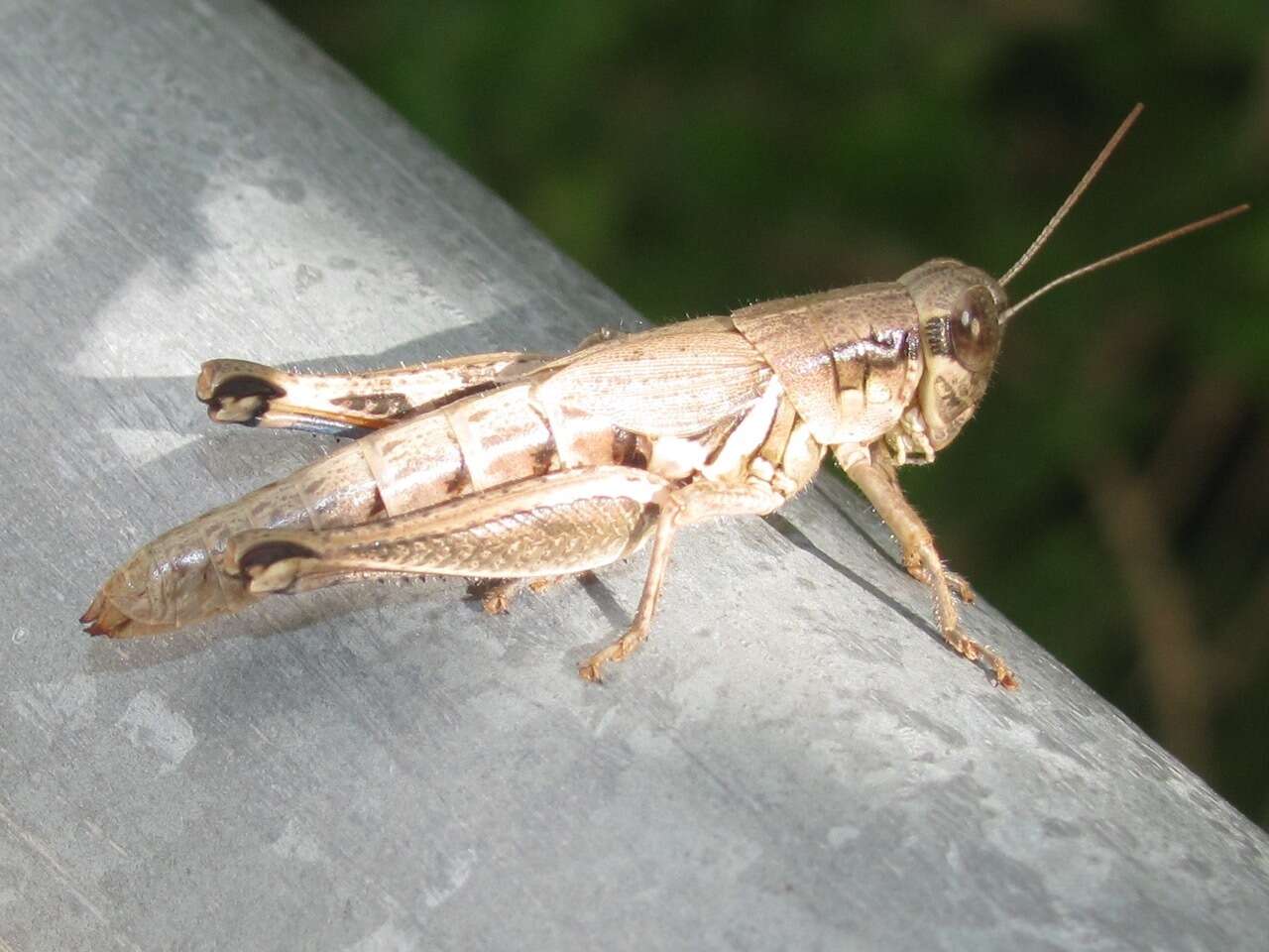 Слика од Melanoplus cameronis Roberts & H. R. 1947