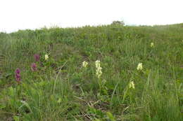 Image de Dactylorhiza romana subsp. georgica (Klinge) Soó ex Renz & Taubenheim