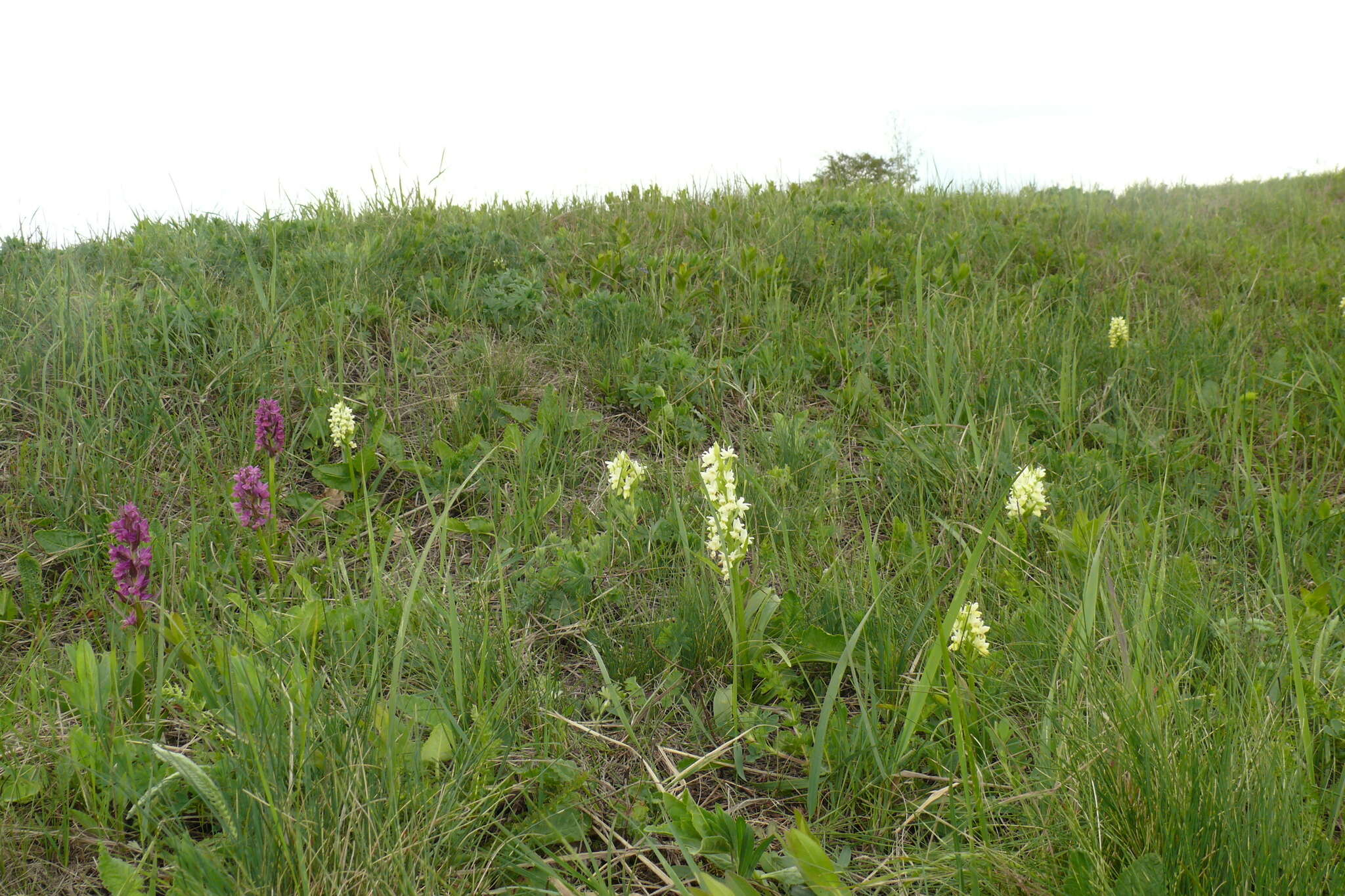 Image de Dactylorhiza romana subsp. georgica (Klinge) Soó ex Renz & Taubenheim