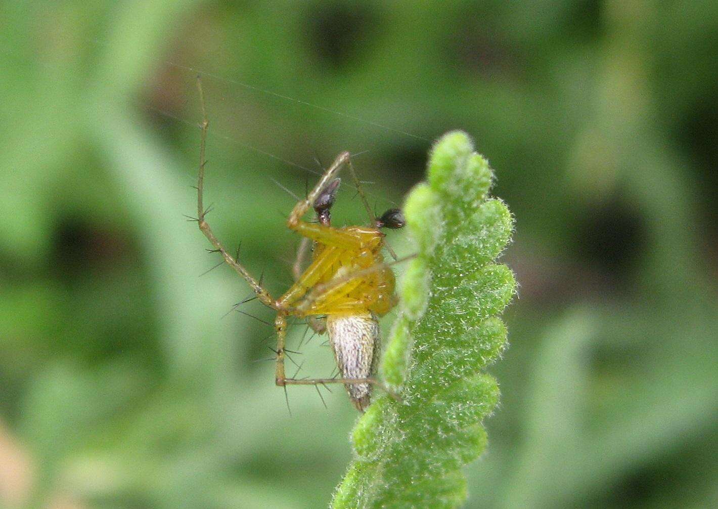 Image of Oxyopes vogelsangeri Lessert 1946