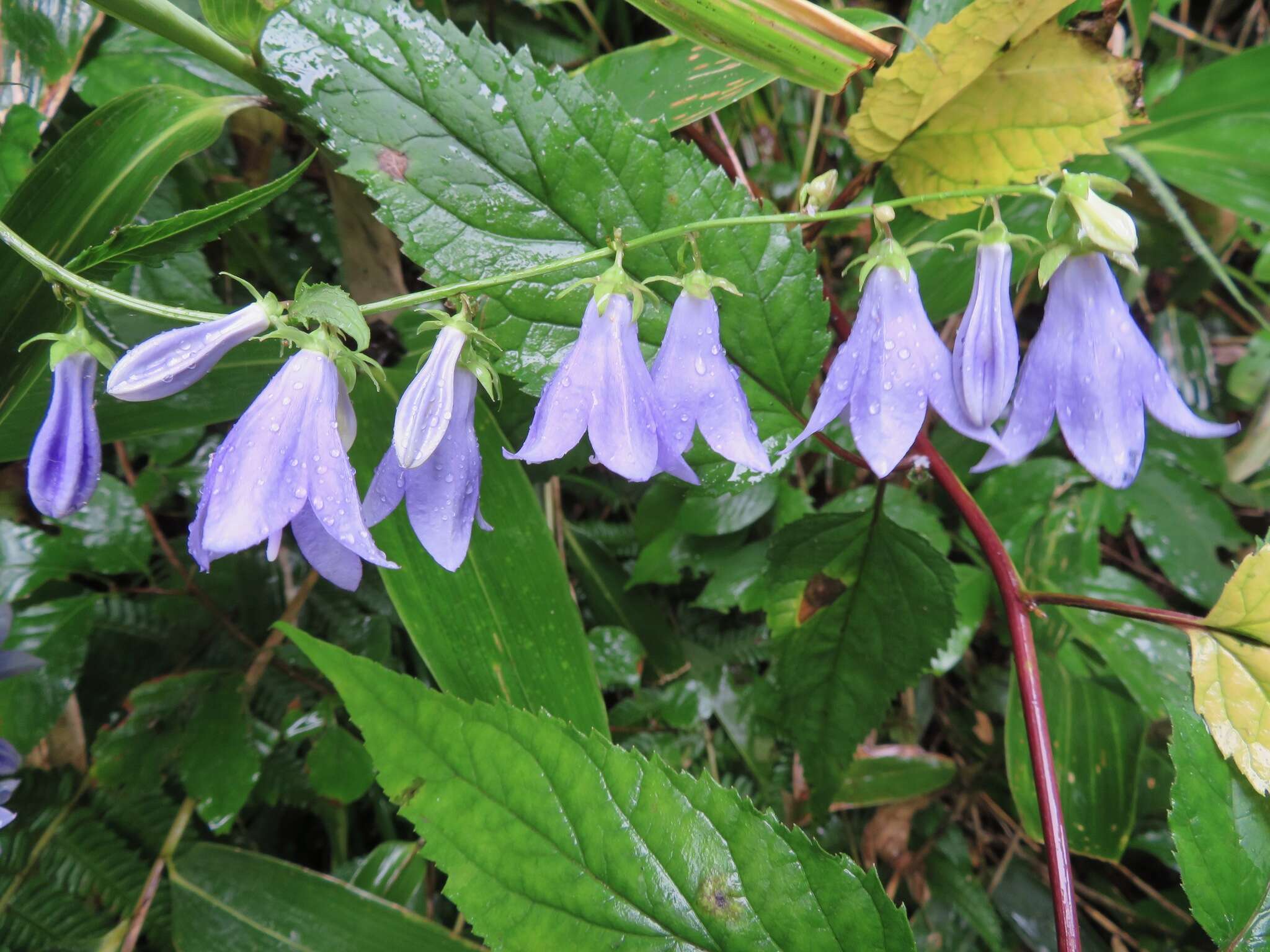 Imagem de Adenophora remotiflora (Siebold & Zucc.) Miq.