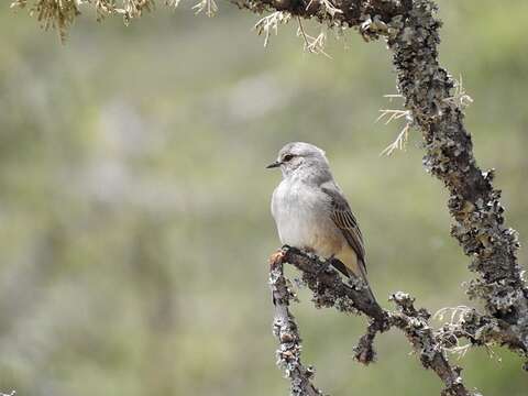 صورة <i>Bradornis microrhynchus</i>