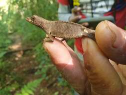 Image of Hispaniolan hopping anole