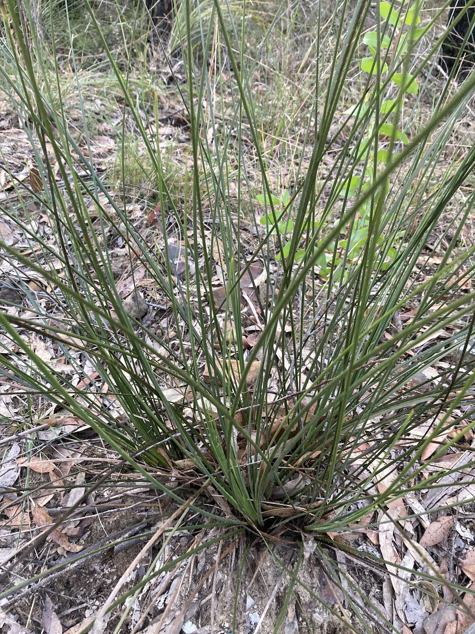 Image of Xanthorrhoea minor R. Br.