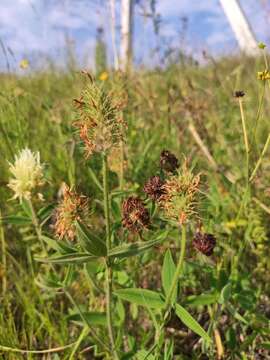 Imagem de Trifolium pannonicum Jacq.