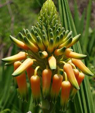 Image of Aloe boylei Baker