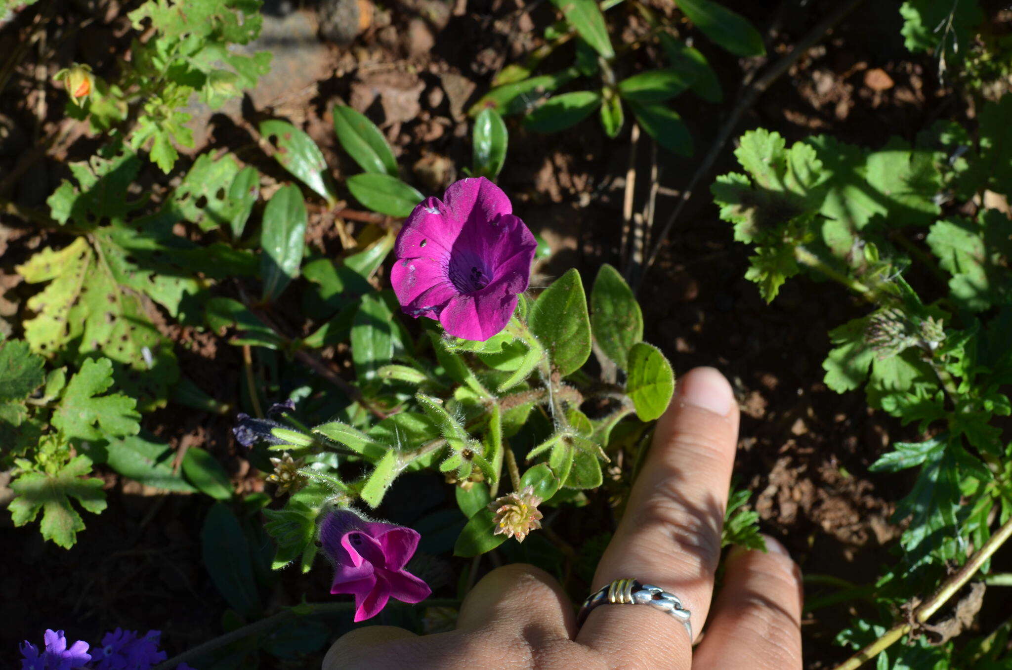 Image de Petunia integrifolia (Hook.) Schinz & Thellung