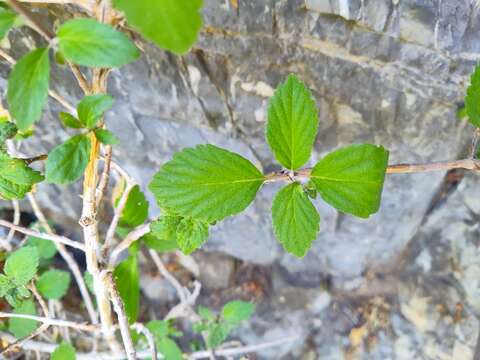 Image of fivepetal cliffbush