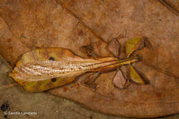 Image of Seychelles leaf insect