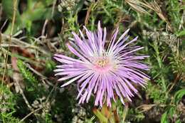 Image of Lampranthus blandus (Haw.) Schwant.