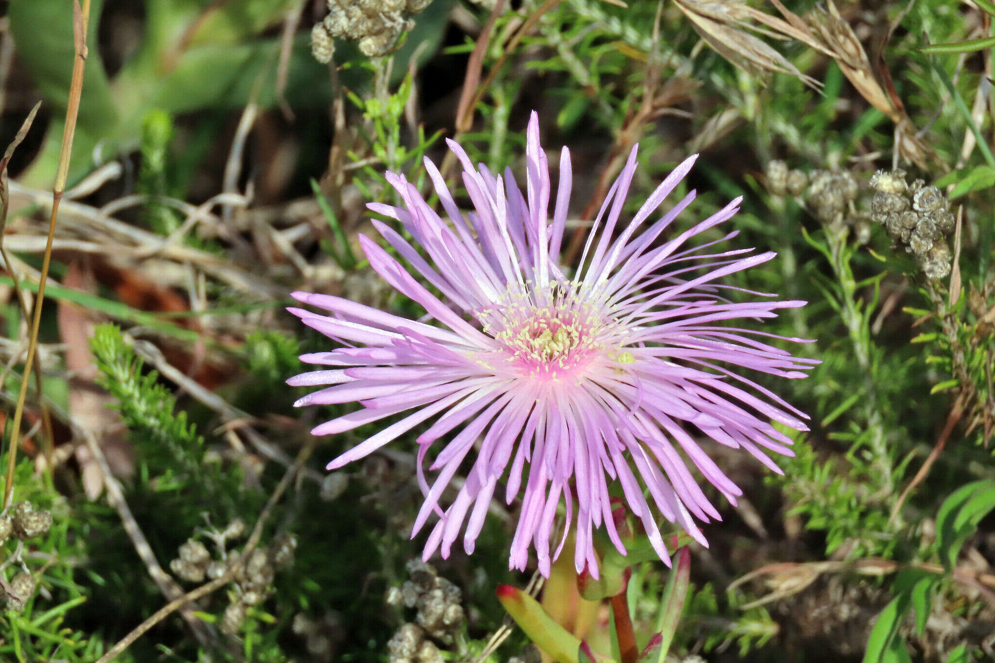 Image of Lampranthus blandus (Haw.) Schwant.