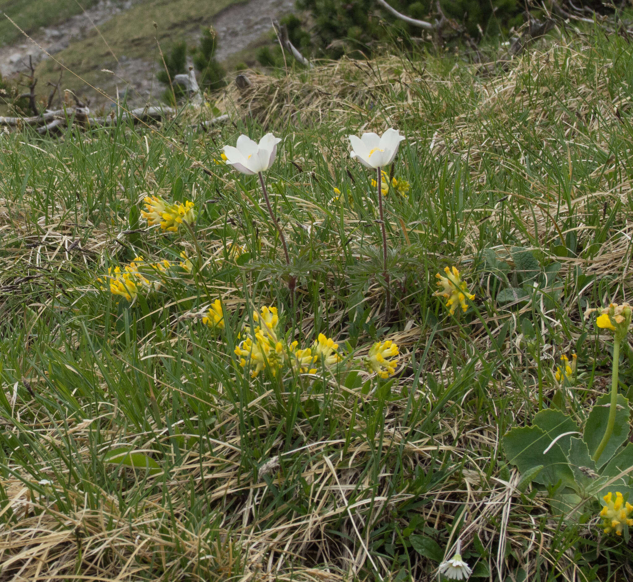 Image of Pulsatilla alpina subsp. schneebergensis D. M. Moser
