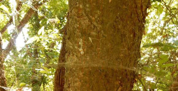 Image of Basilica Orbweaver