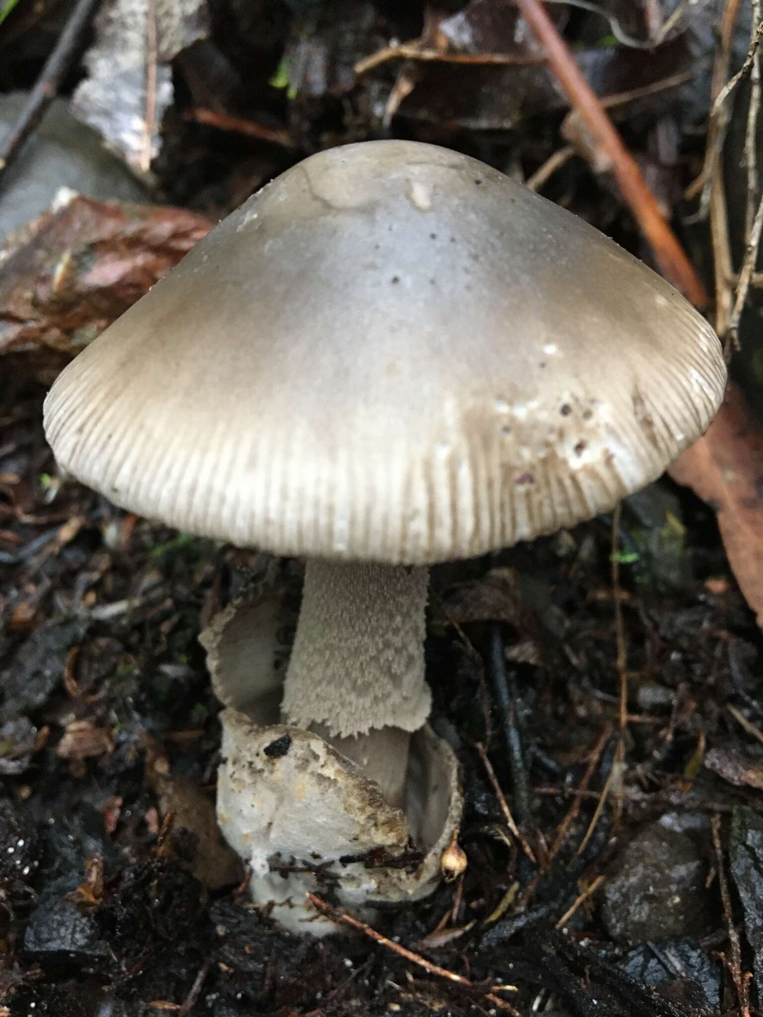 Image of Amanita cheelii P. M. Kirk 2013