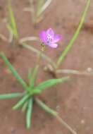 Image of prairie fameflower