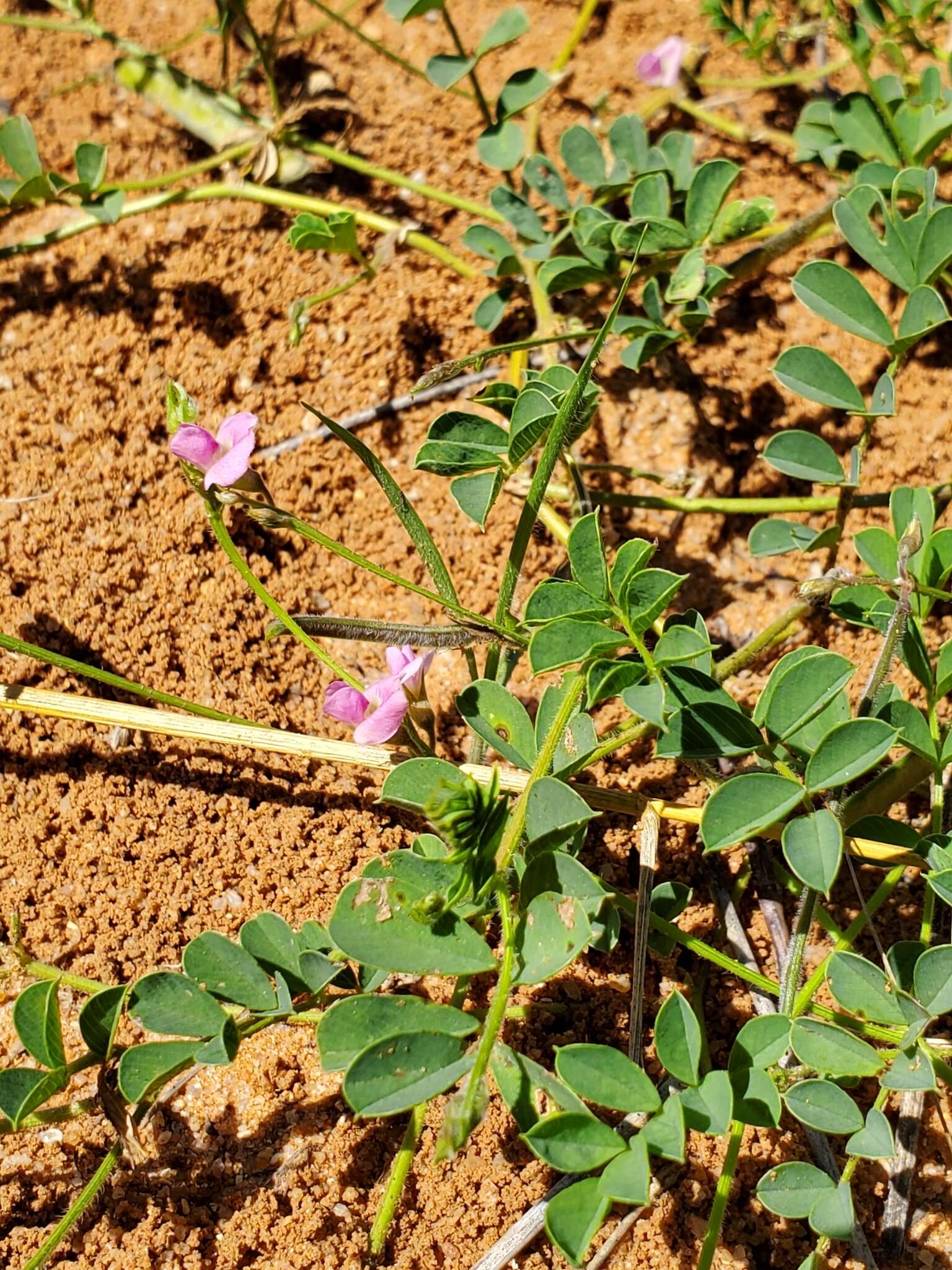 Image of Tephrosia burchellii Burtt Davy