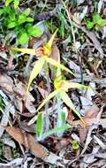 Image of Caladenia richardsiorum D. L. Jones