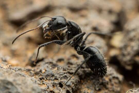 Image of Camponotus trepidulus Creighton 1965