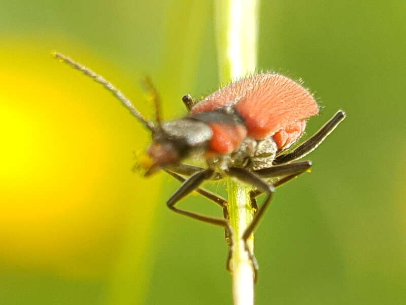 Imagem de <i>Malachius coccineus</i> Waltl 1838