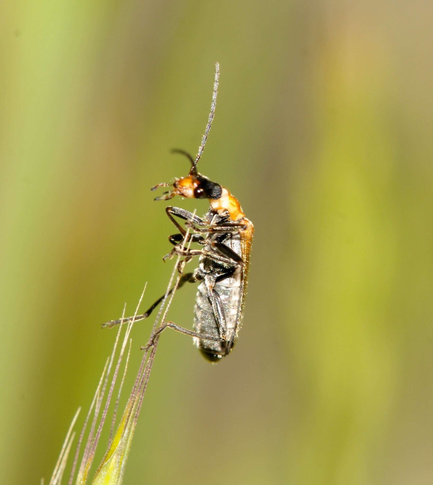 Слика од Podabrus cavicollis