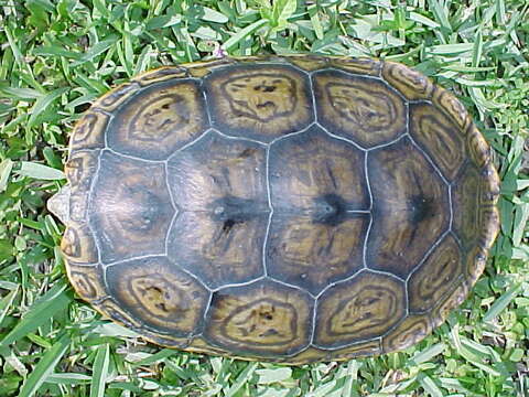 Image of Malaclemys terrapin tequesta Schwartz 1955