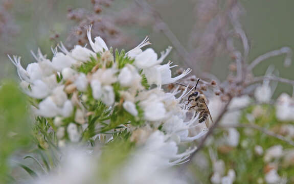 Слика од Eucera gracilipes Pérez 1895