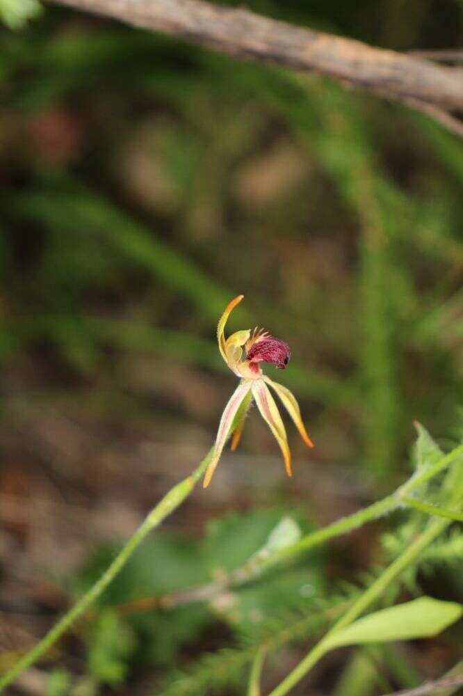 Image of Stumpy spider orchid