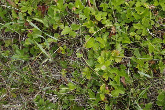 Imagem de Potentilla stolonifera Lehm. ex Ledeb.