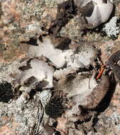 Image of hairy navel lichen