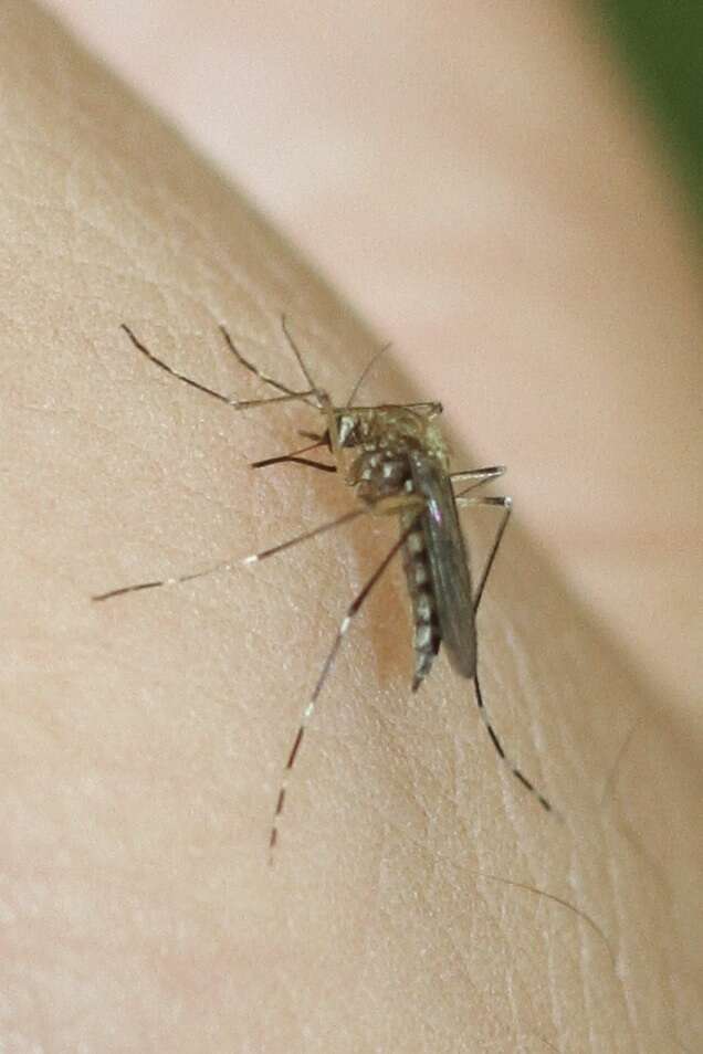 Image de Aedes canadensis canadensis