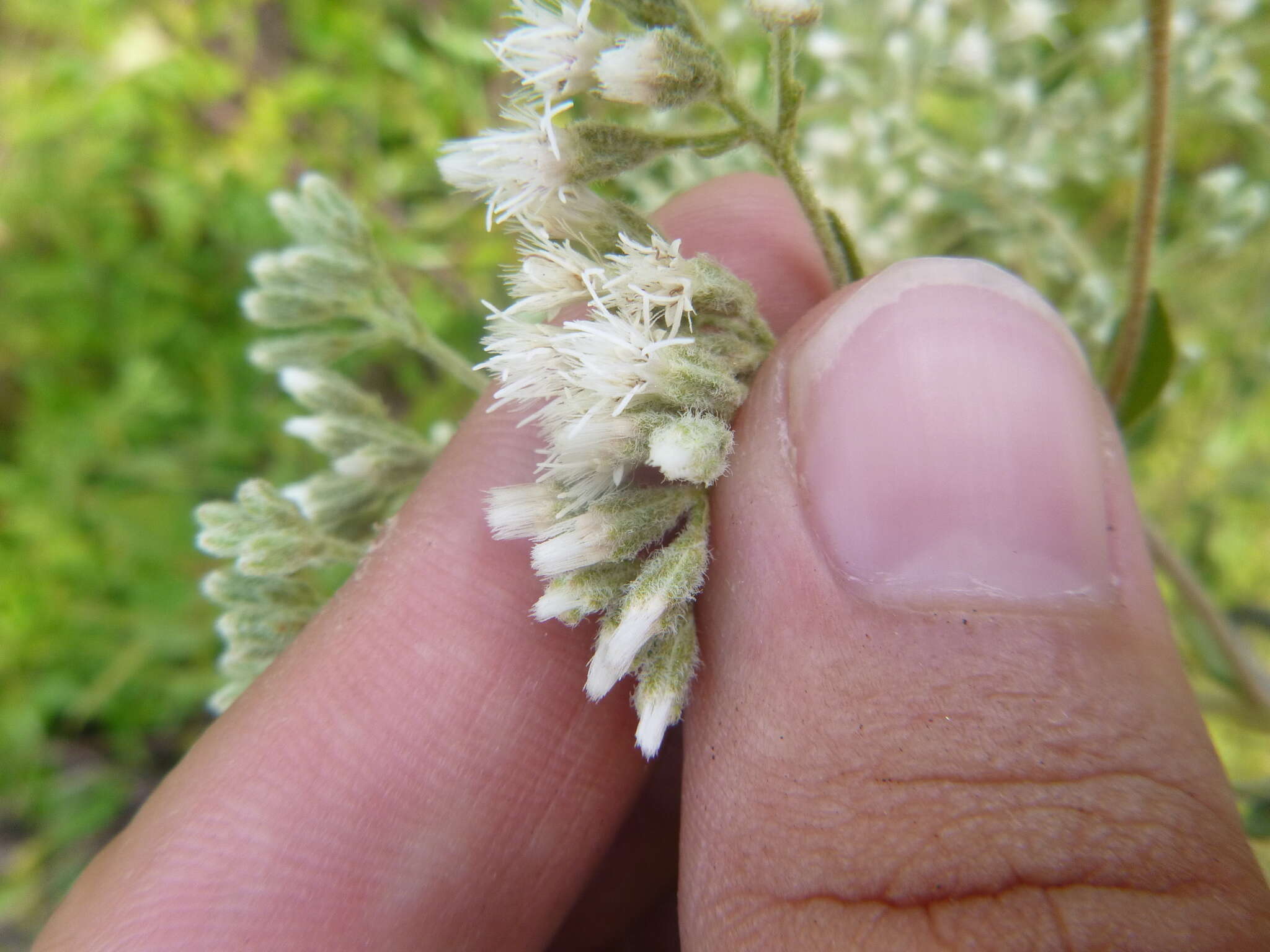 Plancia ëd Eupatorium linearifolium Walt.