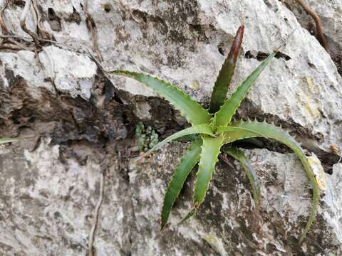 Image of Hechtia fosteriana L. B. Sm.