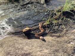 Image of Spotted Night Adder