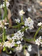 Imagem de Epacris microphylla R. Br.